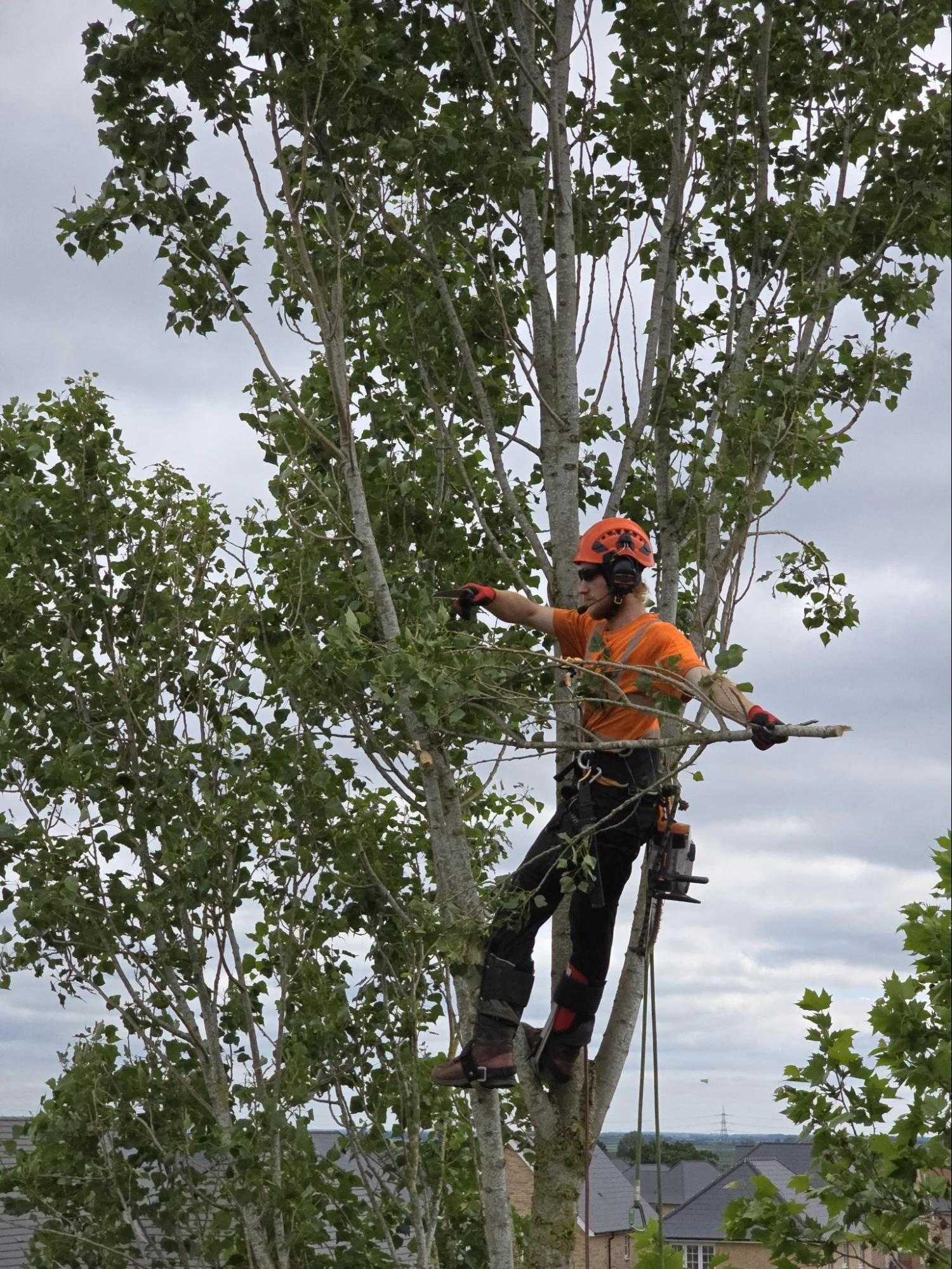 Arborist On Ropes Performing Crown Reduction Ingatestone